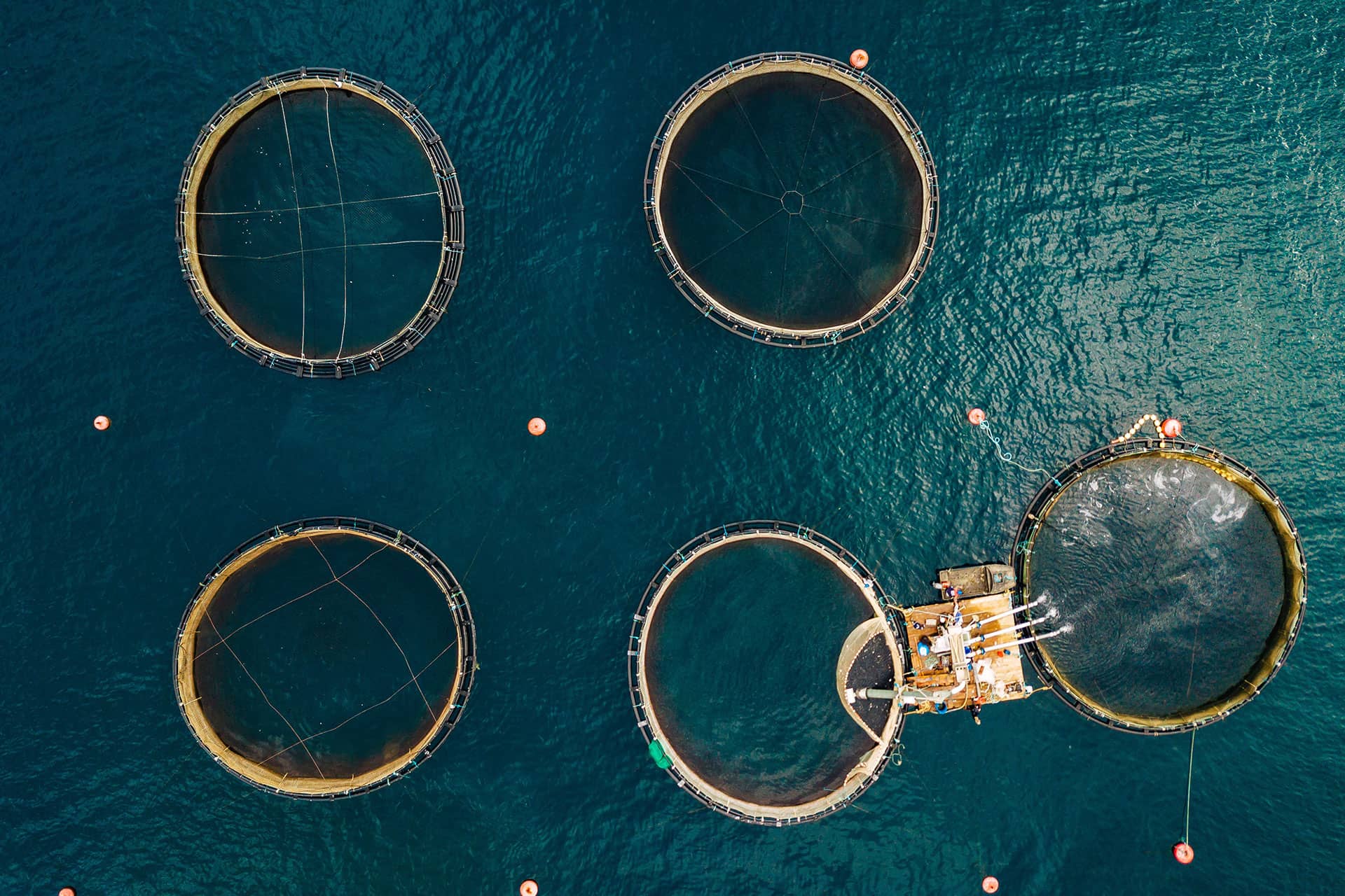 salmon-fish-farm-with-floating-cages-aerial-view-PH9JCJ6.jpg