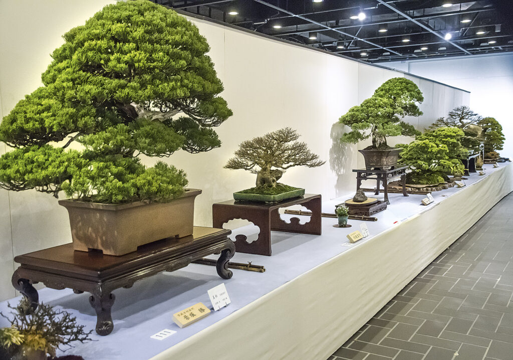canh-phong-cay-bonsai-cay-thehai-phong-ha-noi-mien-bac