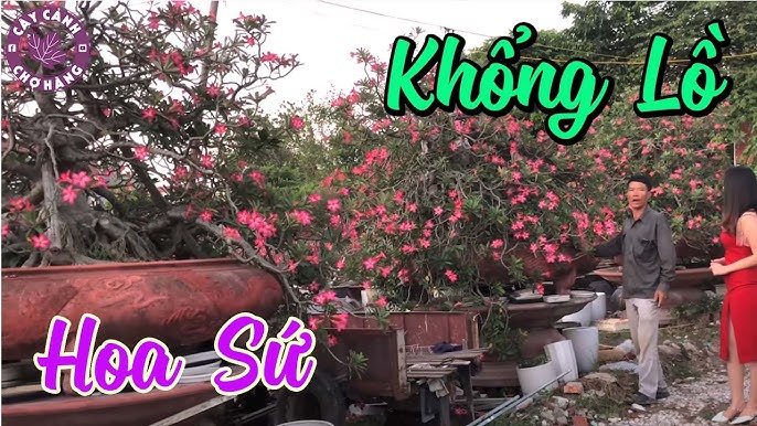 canh-phong-hoa-su-hoa-giay-hai-phong-ha-noi-mien-bac