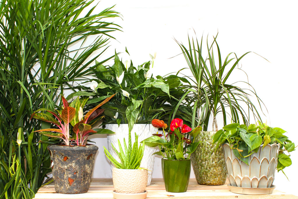 bi-quyet-chon-mua-cay-canh-chat-luong-tai-hai-phong